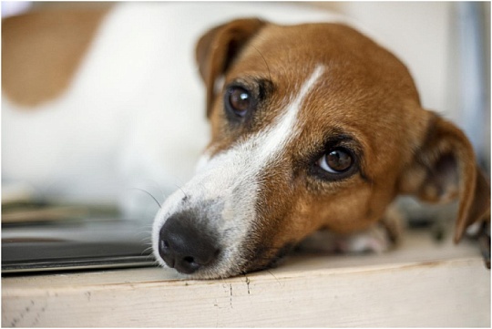 Одышка у собак. Что необходимо знать владельцу