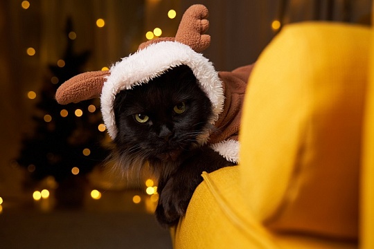 Как весело и безопасно встретить Новый год с кошкой: 5 подсказок от зоопсихолога Как весело и безопасно встретить Новый год с кошкой: 5 подсказок от зоопсихолога