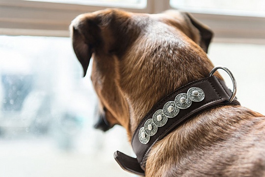 Как выбрать ошейник для собаки?