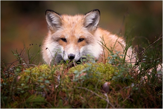 Самые необычные домашние питомцы – лисы 