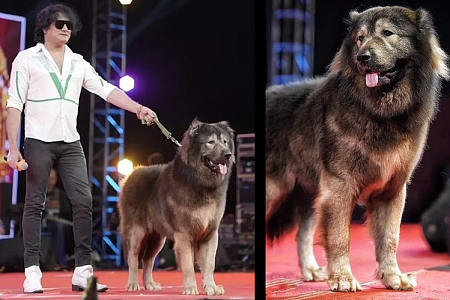 На аукционе в США продали самую дорогую собаку в мире