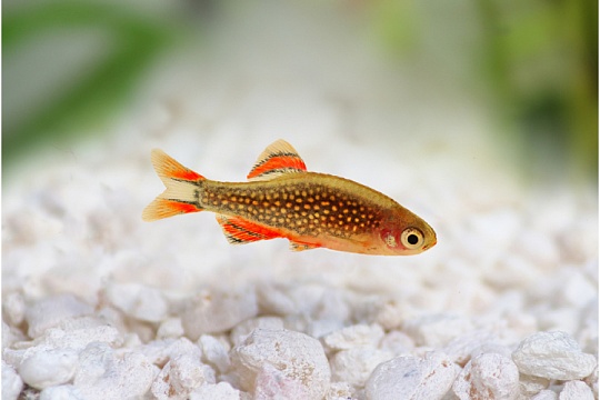 Микрорасбора галактика: жемчужина Мьянмы