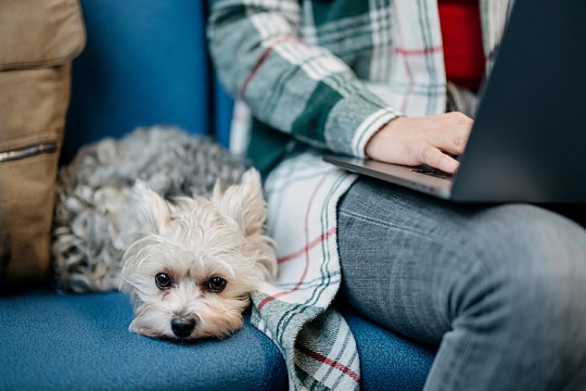 У РЖД появились новые сервисы для пассажиров с питомцами У РЖД появились новые сервисы для пассажиров с питомцами