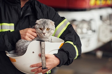 Собаки, кошки, белки, рыбки и черепахи: питомцы в МЧС России