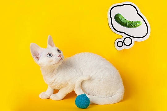 Почему кошки боятся огурцов и правда ли это вообще Почему кошки боятся огурцов и правда ли это вообще