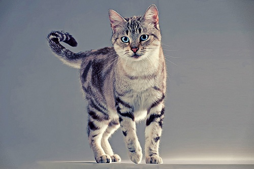 Голубоглазка (охос азулес)