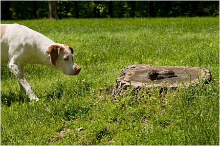 Как помочь собаке при укусе ядовитой змеи 