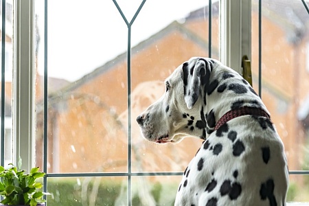 Лапа поддержки: хвостатый помощник для глухой собаки