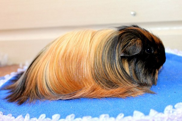 Морская свинка шелти