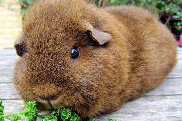 Морская свинка рекс