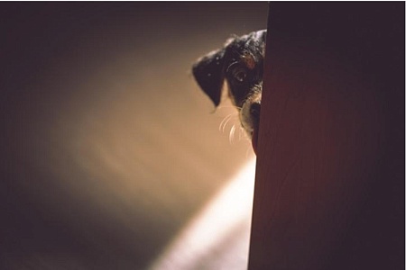 Собаки могут подслушивать разговоры