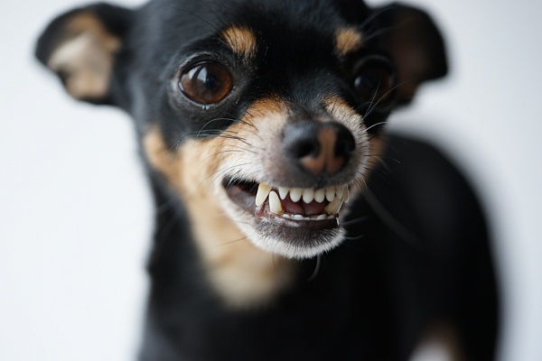 Агрессия у собак: почему проявляется и что с ней делать?