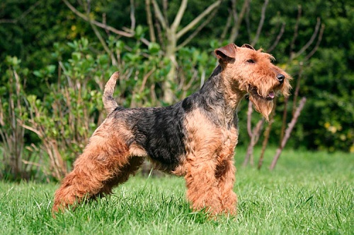 Вельштерьер Вельштерьер