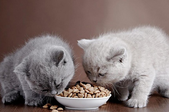 Можно ли котятам сухой корм? Можно ли котятам сухой корм?