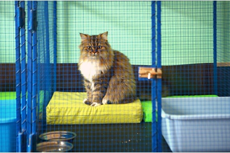 Власти Новосибирской области поддержат приюты для собак и кошек 