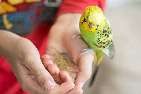 Сколько раз в день и каким кормом кормить волнистого попугая? 