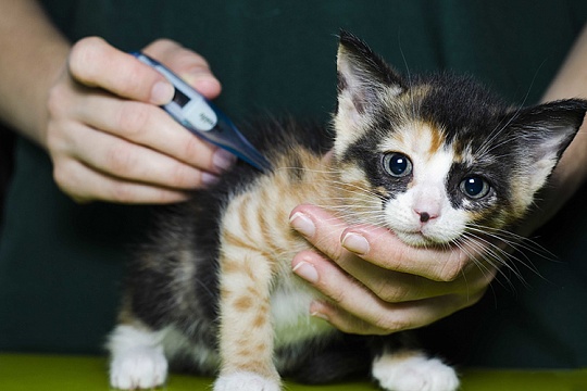 Панлейкопения у котят Панлейкопения у котят