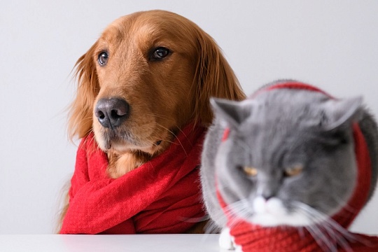 Питомец кашляет и чихает: он простыл? Питомец кашляет и чихает: он простыл?