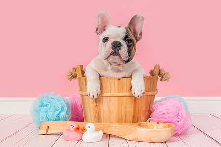 С какого возраста и как часто купать щенка?