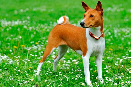 Басенджи Басенджи