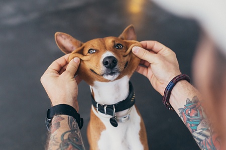 10 способов развеселить собаку