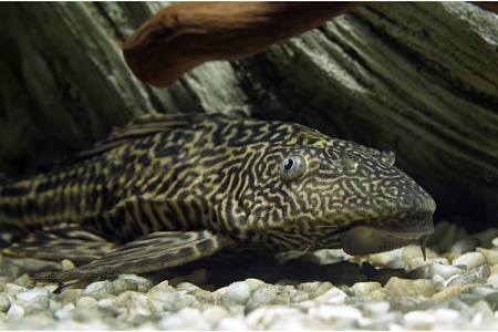 Плекостомус: рыбка, которая умеет ходить