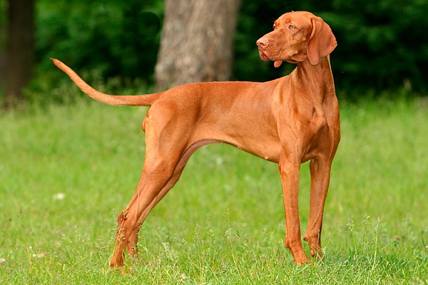 Венгерская выжла (легавая)
