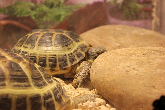 Оборудование в террариум для черепахи