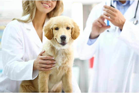 У щенка температура после прививки: опасно ли это и что делать У щенка температура после прививки: опасно ли это и что делать