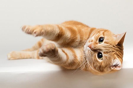 Ожирение у кошек: симптомы