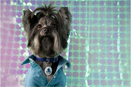 Mr. Kranch – лучший друг вашего питомца