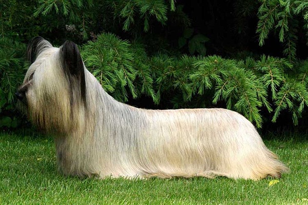 Скай-терьер