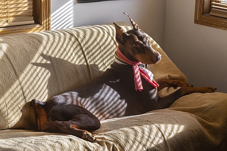 Китаянка клонировала свою собаку