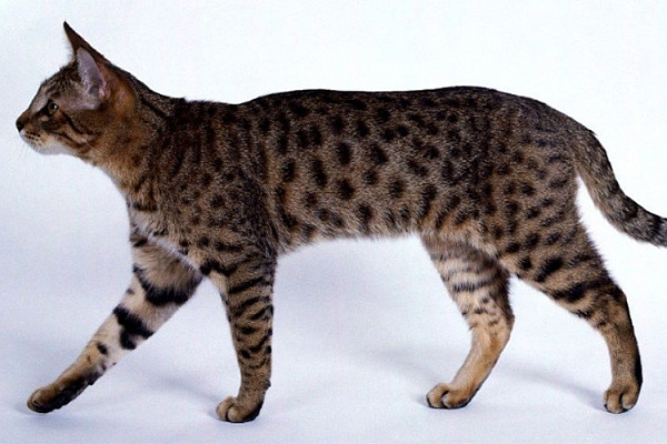 Калифорнийская в блестках