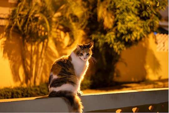 Холка у кошек