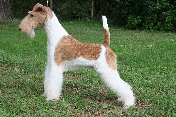 Фокстерьер