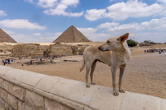 Собака, забравшаяся на пирамиду Хеопса, привела туда хвостатых друзей