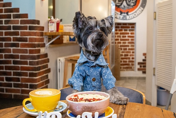 Быть pet-friendly – это про ответственность!