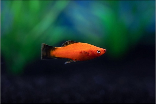 Пецилия: веселая компания для начинающего аквариумиста