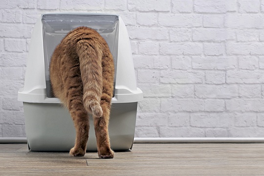 Биотуалет для кошек: что это такое и как выбрать подходящий?