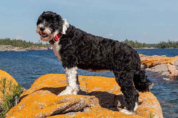 Португальская водяная собака описание породы собак, характеристики, внешний  вид, история | Хвост Ньюс