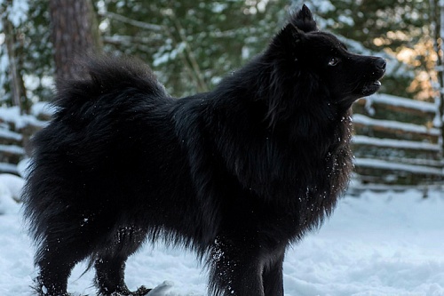 Шведский лаппхунд