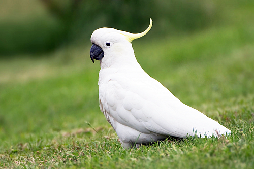 Попугаи какаду