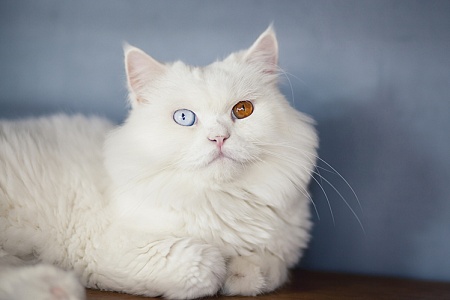 Гетерохромия у собак и кошек