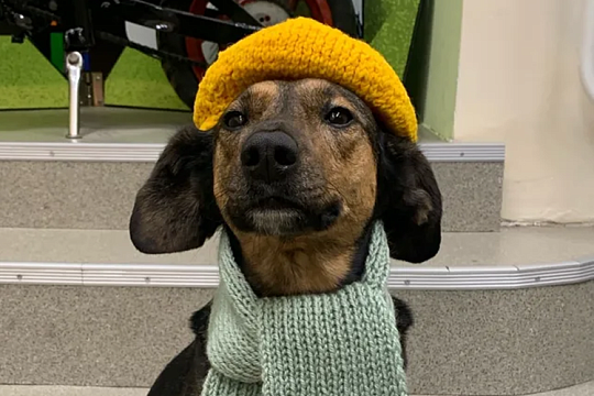 Собака Луша из Республики Коми прививает детям любовь к чтению