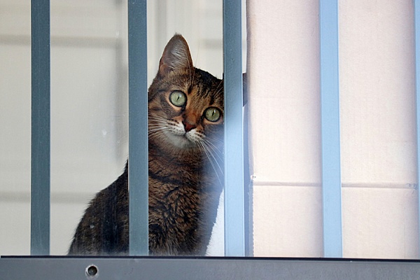 Как защитить кошку от падения из окна или с балкона?