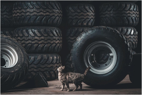 В Воскресенске кот уехал кататься на фуре. Его нашли и вернули  В Воскресенске кот уехал кататься на фуре. Его нашли и вернули