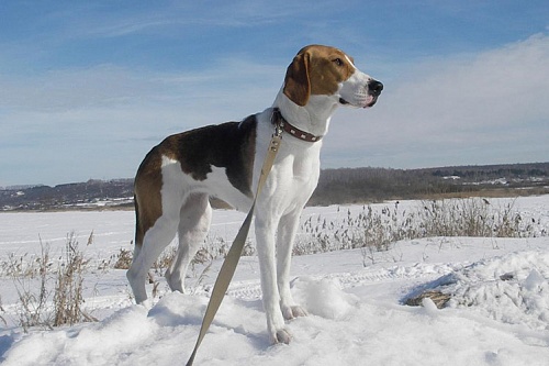 Русская пегая гончая Русская пегая гончая