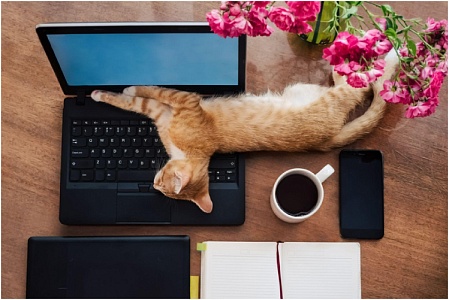 Появилось приложение для защиты клавиатуры от случайного нажатия кошкой