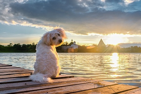 В Ленинградской области ввели обязательную регистрацию собак